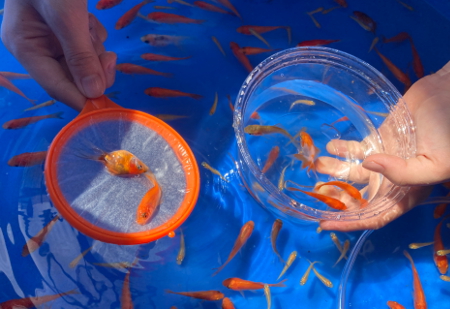 錦鯉・熱帯魚 かのう