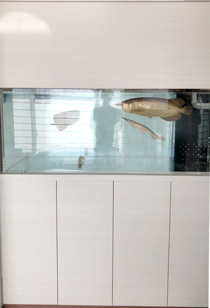 錦鯉・熱帯魚 かのう「かのうニュース」