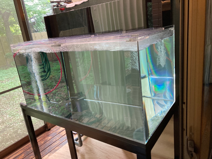 錦鯉・熱帯魚 かのう「かのうニュース」