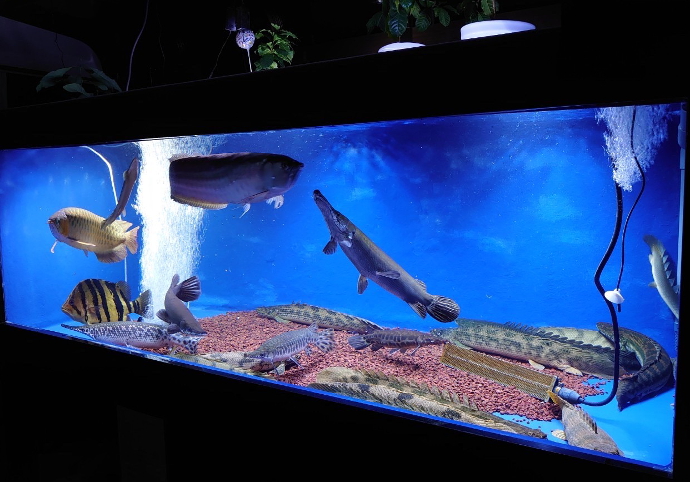 錦鯉・熱帯魚 かのう「かのうニュース」