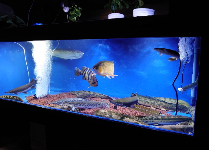 錦鯉・熱帯魚 かのう「かのうニュース」