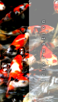 Nishiki-Koi KANOH, JAPAN