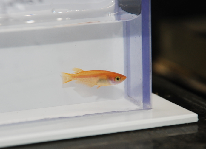 錦鯉・熱帯魚 かのう「飼育器具・餌」