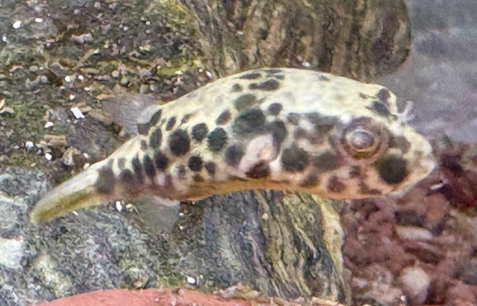 アクアショップ かのう 大型魚