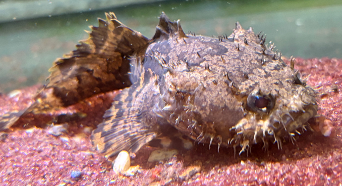 アクアショップ かのう 大型魚