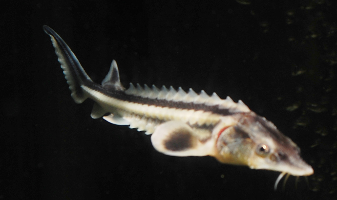 アクアショップ かのう 大型魚