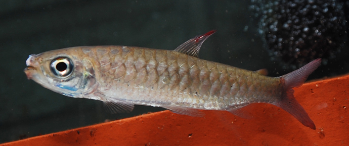 アクアショップ かのう 大型魚